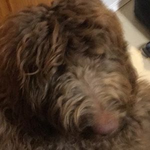 Meet your Posher, Lenny